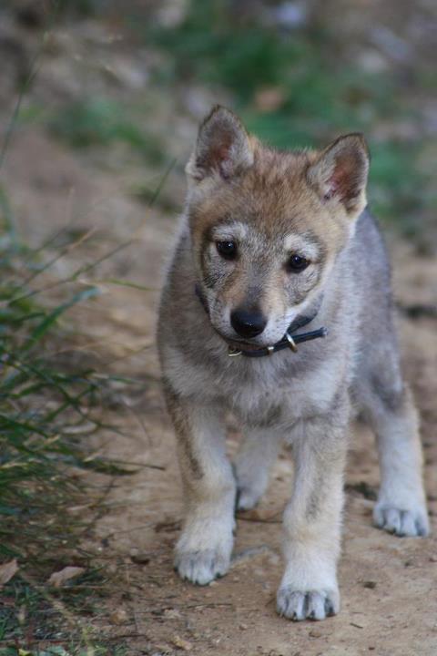 Resultado de imagen de perro lobo cachorro